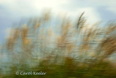 Wind in the Grasses