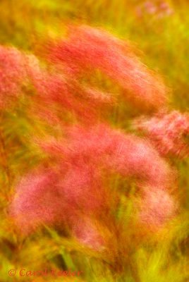 Joe Pye Weed Impressions