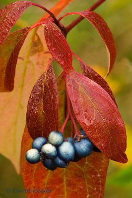 Autumn Gray Dogwood with Berries