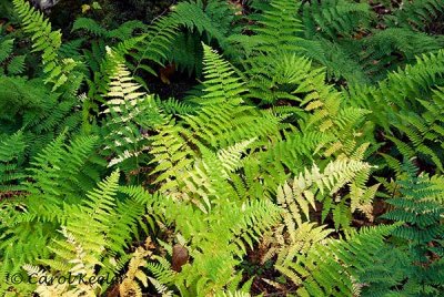 A Tapestry of Ferns