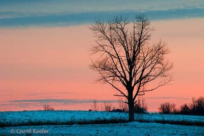 Lone Tree at Twilight