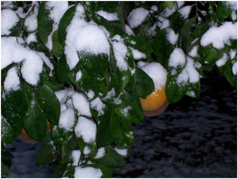 Snow on Grapefruit-Texas 2004 Large.jpg