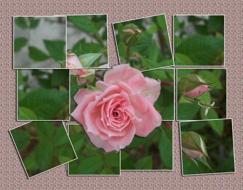 cut-up-rose.jpg