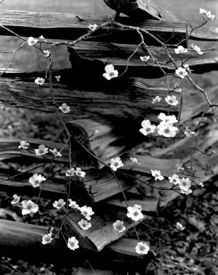 DogWood & Rail Fence- Natchez Trace.jpg