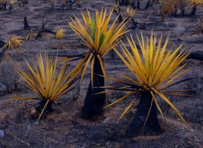 Burnt Yucca-Red Rock Canyon Nevada
