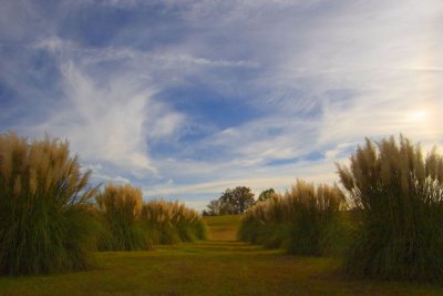 Pampas Alley