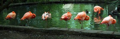 Non-Conforming Flamingo