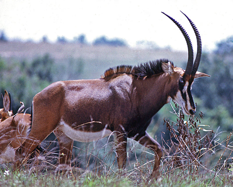 Young Male Sable Antelope (Hippotragus niger)