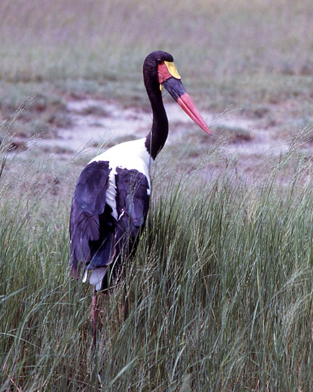 Saddle-bill Stork (Ephippiorhynchus senegalensis)
