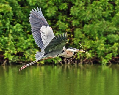 GREAT BLUE HERON (Ardea herodias)  - WITH  NESTING MATERIAL