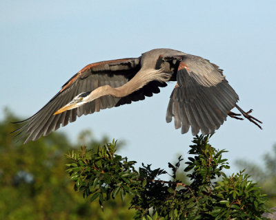 GREAT BLUE HERON