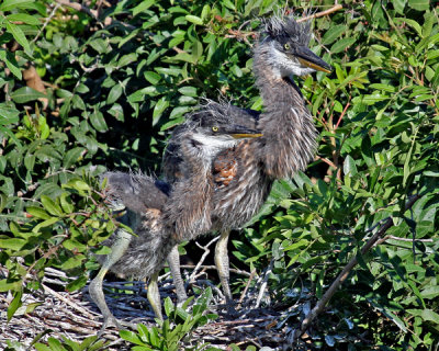 GREAT BLUE HERON CHICKS