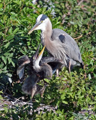 GREAT BLUE HERON FEMALE AND CHICK