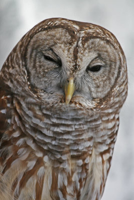 BARRED OWL 3 (Strix varia) .jpg