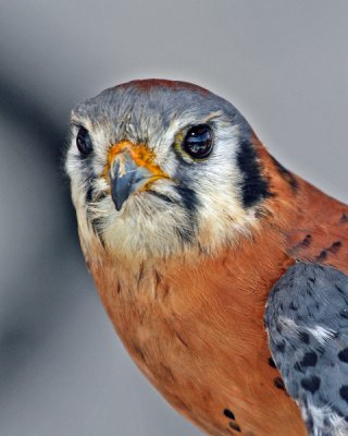 AMERICAN KESTRAL  (Falco sparverius)