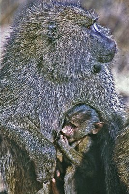 Olive Baboons (Papio anubis)