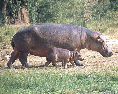 Hippopotamus Cow and Calf (Hippopotamus amphibius)