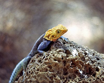 Male Agama Lizard on volcanic rock