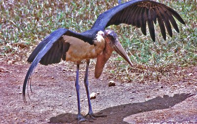 Marabou  Stork (Leptoptilos cruneniferus)