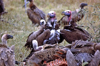 Nubian (Lappet-faced) Vultures (Torgos tracheliotus)