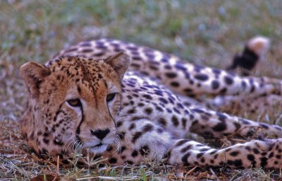 Young Resting Cheetah (Acinonyx jubatus)