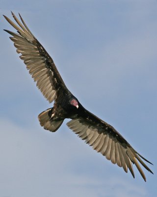 TURKEY VULTURE   (Cathartes aura)