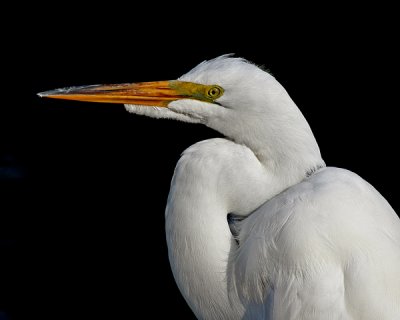 GREAT EGRET (Casmerodius albus)