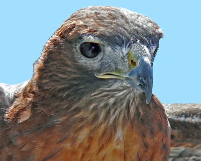 RED-SHOULDERED HAWK.