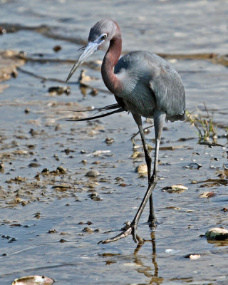 LITTLE BLUE HERON (Egretta caerulea)