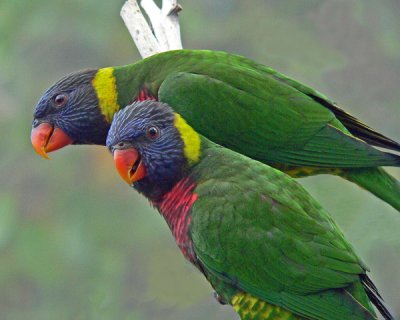 RAINBOW LORIKEETS (Trichoglossus haematodus)