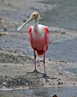 ROSEATE SPOONBILL