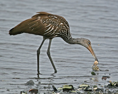 LIMPKIN - EXTRACTING MOLLUSK BODY FROM SHELL