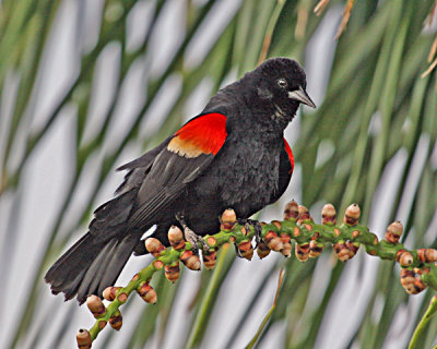 MALE RED-WINGED BLACKBIRD (Agelaius phoeniceus)