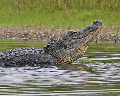 BULL ALLIGATOR (c)