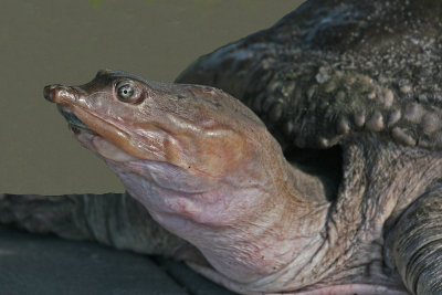 FLORIDA SOFTSHELL TURTLE (Apalone ferox)