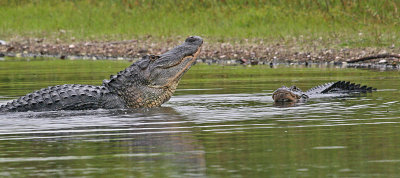 ALLIGATOR COURTSHIP