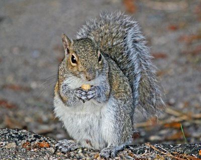 GREY SQUIRREL (Sciurus caroliniensis)