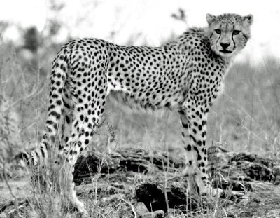 CHEETAH ( Acinonyx jubatus)