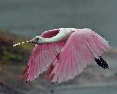 ROSEATE SPOONBILL (Ajaia ajaja)