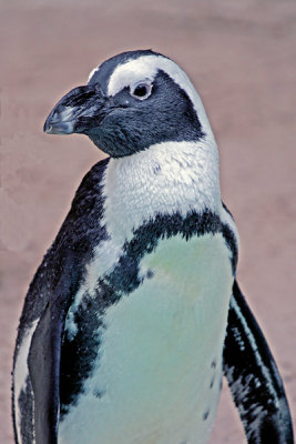 SOUTH AFRICAN PENGUIN  (Spheniscus demersus)