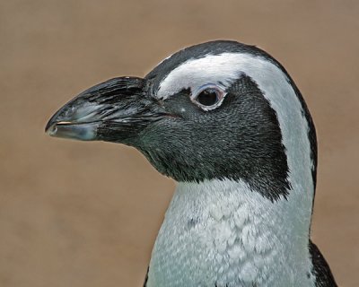 SOUTH AFRICAN PENGUIN