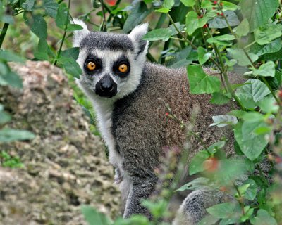 RING-TAILED LEMUR  (Lemur catta)