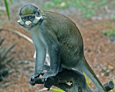 AFRICAN SPOT-NOSE  GUENON (Cercopithecus)