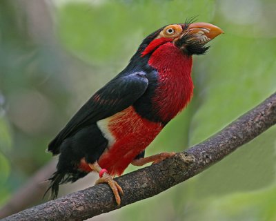 AFRICAN BEARDED BARBET (Lybius dubius)
