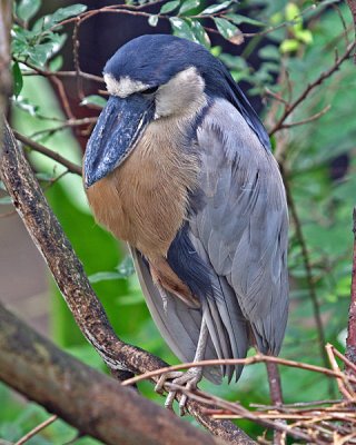 BOAT-BILLED HERON (Cochlearius cochlearius)