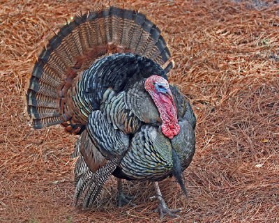 MALE (TOM ) TURKEY (Meleagris gallopavo)