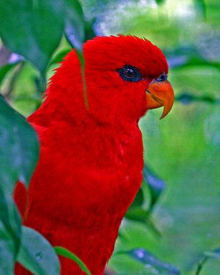 RED LORIKEET