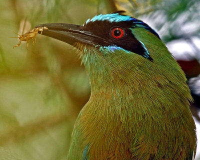 BLUE-CROWNED MOTMOT  (Momotus momota)