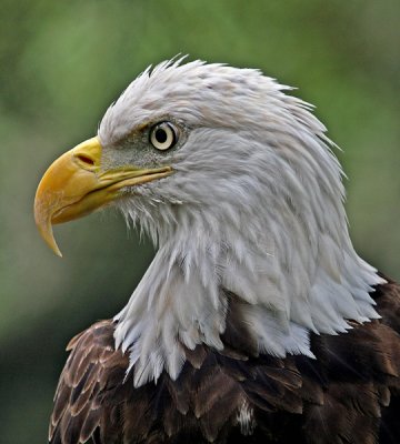 AMERICAN BALD EAGLE (Haliaeetus  leucocephalus)