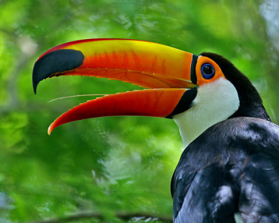 TOCO TOUCAN  (Rhamphastos toco)